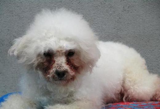 造成比熊泪痕的5个原因，你也有份!