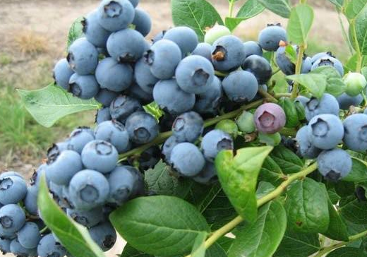 蓝莓适合种植在怎么样的地方?有哪些要求吗?