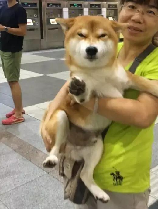 大爱萌宠控第1132:妈妈抱着柴犬接站,画面看着有点温馨呢