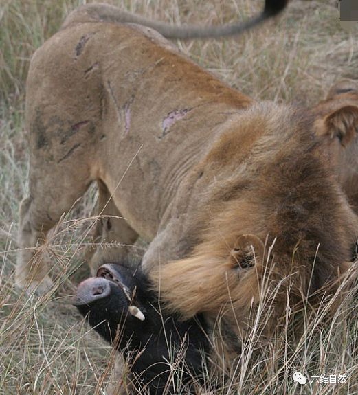 雌狮不敢猎杀大林猪,雄狮为了报仇可不会放过