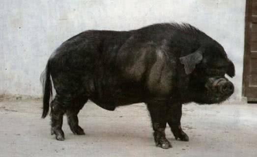 回族人为什么不吃猪肉？你之前知道的可能全是错的哦！