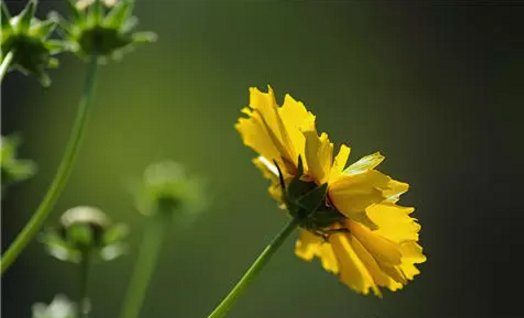 两朵花决定孙膑庞涓命运:鬼谷子对两位徒弟的