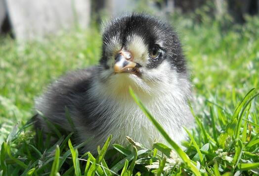 2018绿壳蛋鸡苗多少钱一只?散养绿壳蛋鸡500