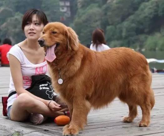你知道专业宠物训练师都在干嘛吗？