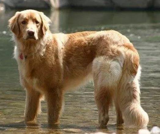 霍夫瓦尔特犬--99%的人都将它错认成金毛