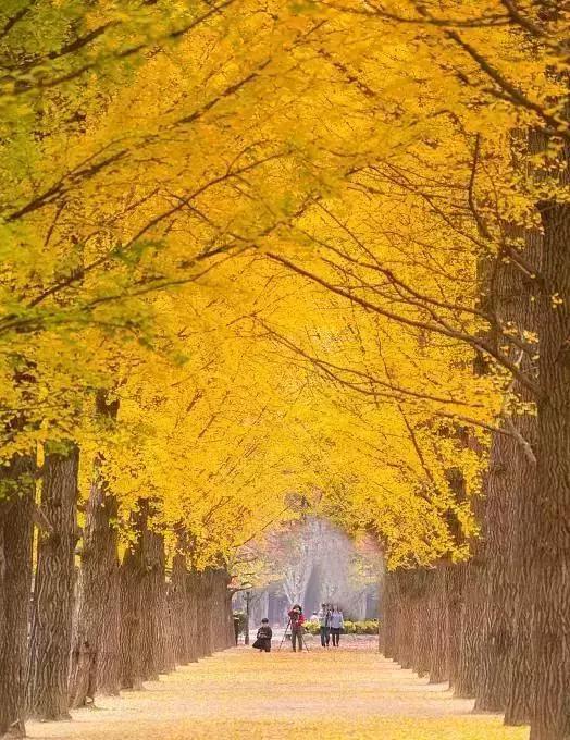 银杏来啦!最美观景地大盘点，错过等一年!