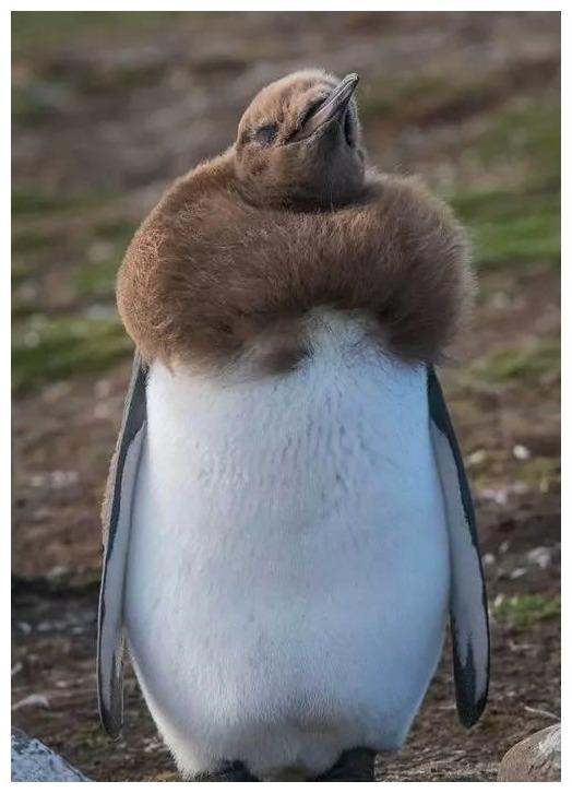 几万只企鹅宝宝同时褪毛,可怜的海狮,眼神中透