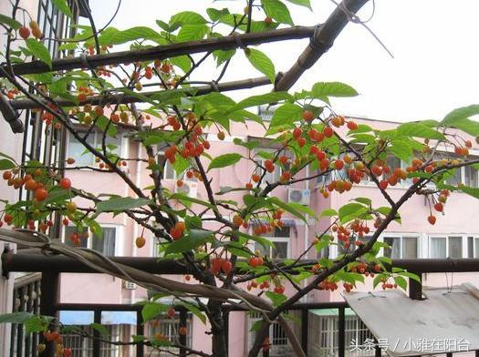 盆栽樱桃怎么种?一个小方法,种下就活,结果量