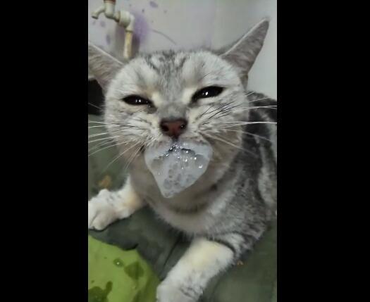 狗狗生病被灌苦药,瞬间口吐白沫,差点以为中毒了!