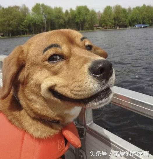 狗狗搞怪图片集