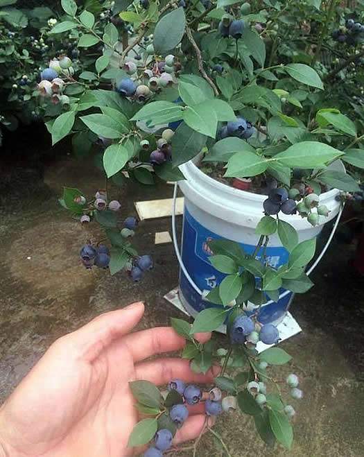家庭盆栽蓝莓,管理得当,结果期可以保持35年,种蓝莓可真划算啊!