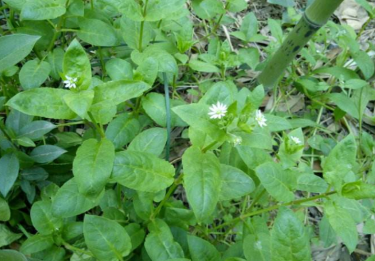 土里常见的一类草:鹅儿肠