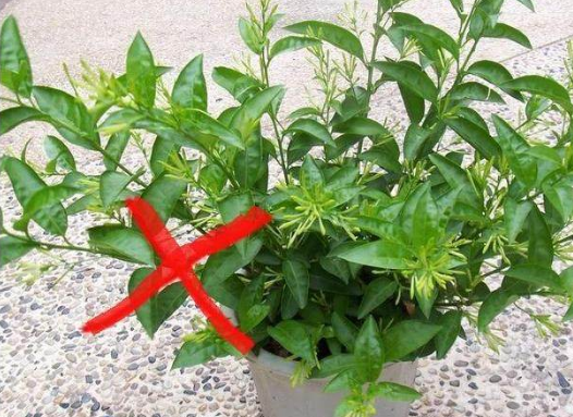家里养花别瞎养！这6种花旺财又养人，而这2种花是大忌