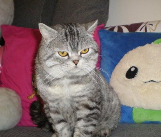 告别忽悠，教你怎么识别常见的英国短毛猫