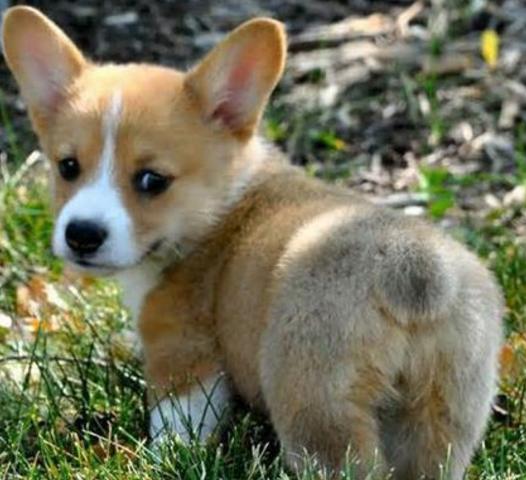 英国女王养了柯基犬八十年,终于养不下去了