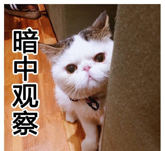一组猫小院猫咪表情包~送给大家