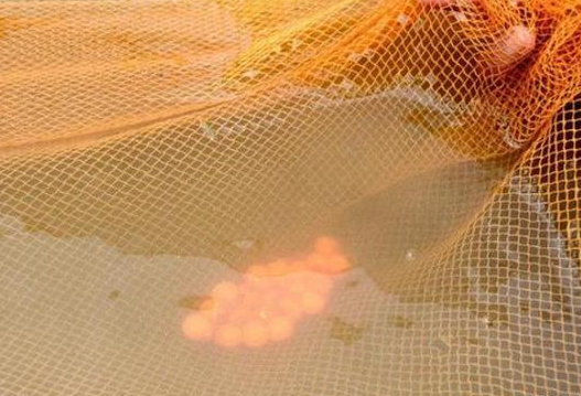 小伙河中抓鱼,喜获珍贵野生金龙鱼,从它嘴里弄