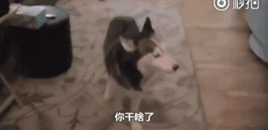 完美诠释什么叫用生命在吃,只有在吃的面前这货的智商才会超常发挥