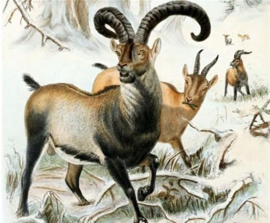 有可能复活成功的灭绝动物名单