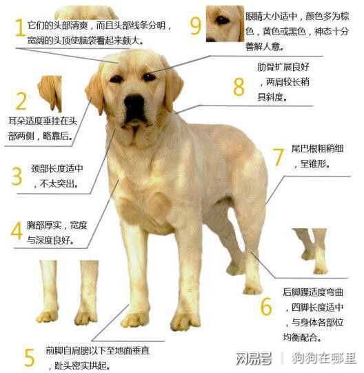 教你如何鉴别拉布拉多猎犬想入手的来看看