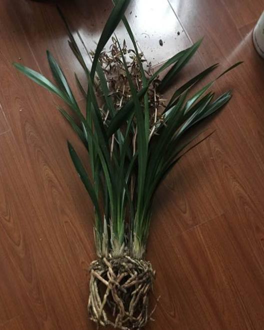 年前买的兰花,叶子有点发黑变黄,翻盆看竟成这样!