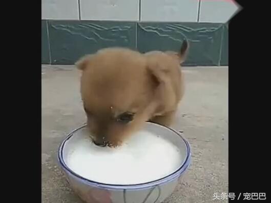 小狗喝奶的动作粗鲁,半天喝不完一碗奶,原因让