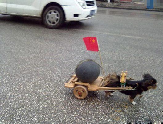 搞笑趣图段子:曾梦想仗剑走天涯,可惜半路睡着