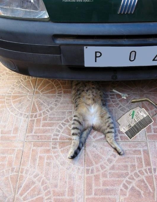 史上最心机流浪猫诞生!不给猫粮吃,就拿扳手要