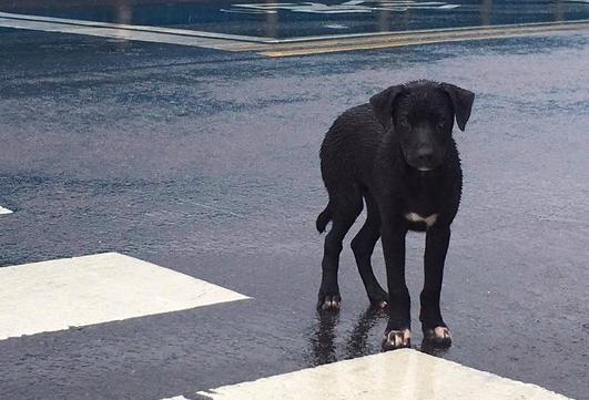 4个月大狗狗淋雨坐在十字路口的画面超凄凉