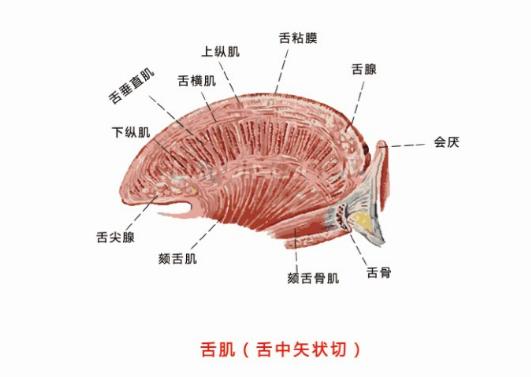 人想发出声音来,不仅需要发音器官的完整性,还需要发音器官肌肉的力量