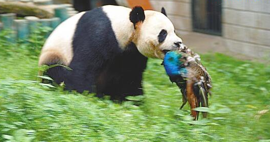 国宝大熊猫的祖先你知道吗?它竟是可怕的肉食动物