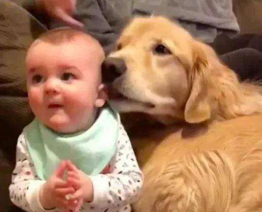 宝宝被金毛偷舔耳朵后回头怒瞪,金毛的表情瞬