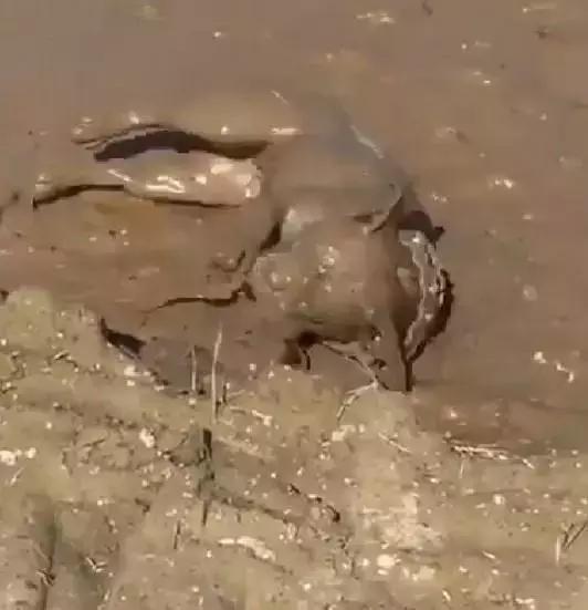 我在东北玩泥巴,玩出一只泥巴狗