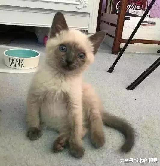 女子嫌朋友家猫咪太脏给它洗洗, 洗完后的猫咪