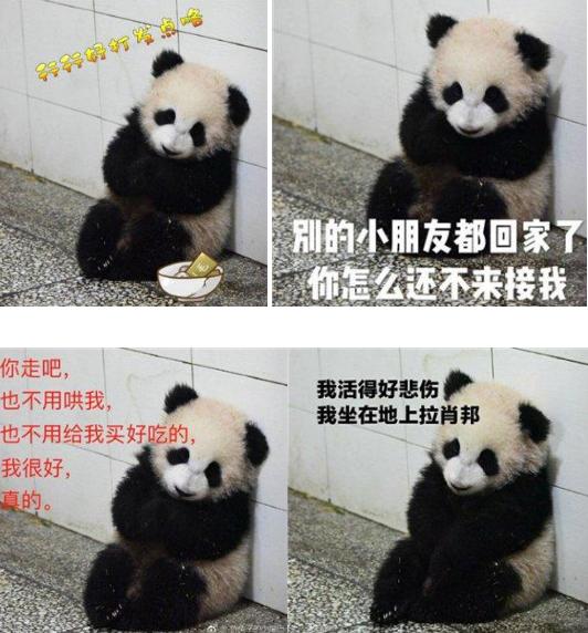 揣手小熊猫称网红,表情包萌到爆