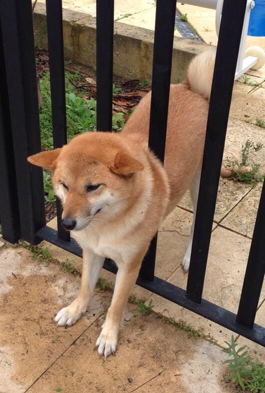 天然呆的柴犬老是把自己卡住,卡着卡着居然还可以成为新地标!
