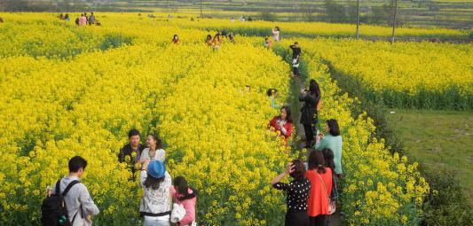 2018春暖花开，郑州近郊3至5月赏花最佳的几个地方，你去过哪个？