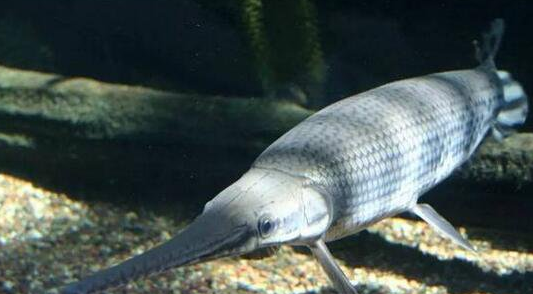 尖嘴鳄是长得像鳄鱼的淡水鱼,跟鲨鱼有的一拼