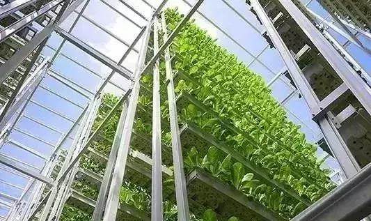 2025年营养食品加工行业深度分析：现状洞察、前景展望与趋势