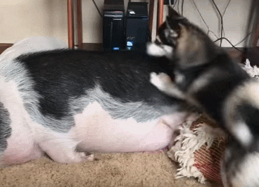 宠物猪虽然被叫醒可二哈却一下子吓跑了,估计是担心打扰了对方睡觉被