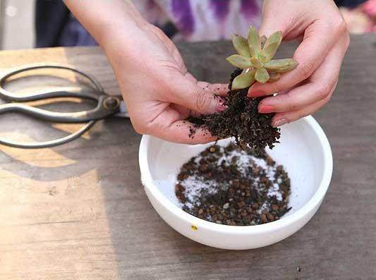 养花高手手把手教你怎么给多肉植物换盆,新手