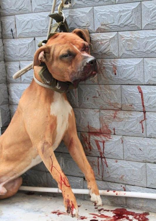 老头回家看到院里场景,先打死家里的狗,又带着