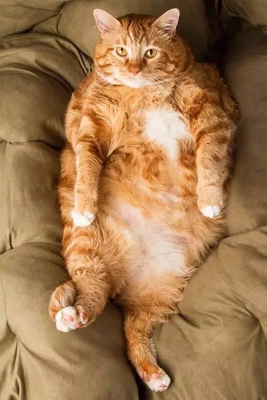 网友捡回一只橘猫,每天好吃好喝伺候,只为见证催肥奇迹