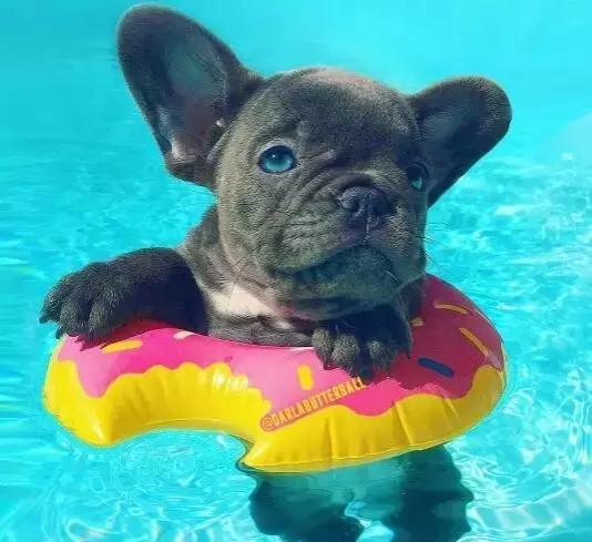 养斗牛犬一个月花500块钱差不多吧?差不多够