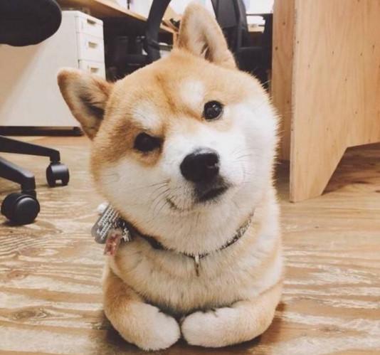 都说三岁看老,在挑选柴犬宝宝时有这些特征,长大后肯定好看
