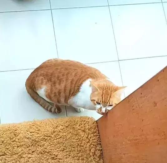 给橘猫v猫砂了7个猫砂盆,终于回家过年辛苦的动画表情图片安心图片