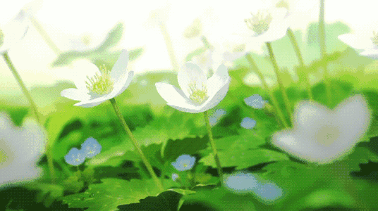 壁纸 花 桌面 536_300 gif 动态图 动图