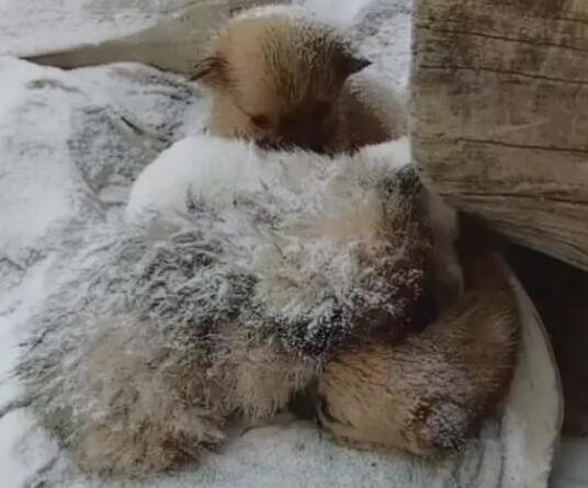 天寒地冻,流浪小奶狗们缺衣少粮,这个冬天要怎么过!