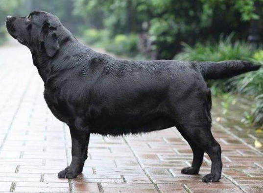 妊娠期母犬的日常管理,照顾好狗妈妈才能让小