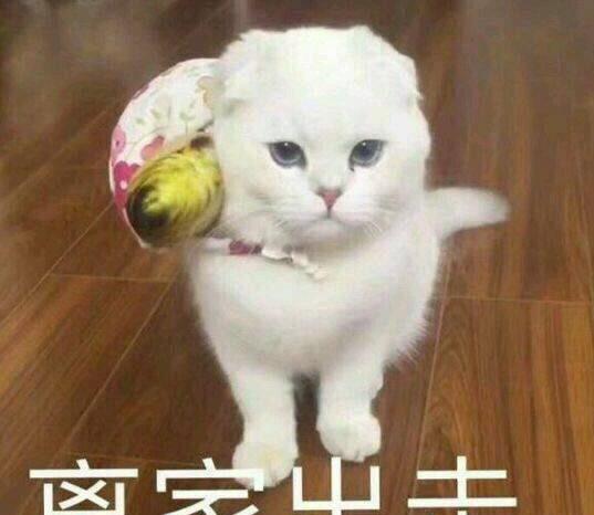 猫记万里,BBC纪录片《猫咪的秘密生活》告诉